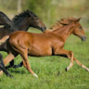 Meet your Posher, Brenda